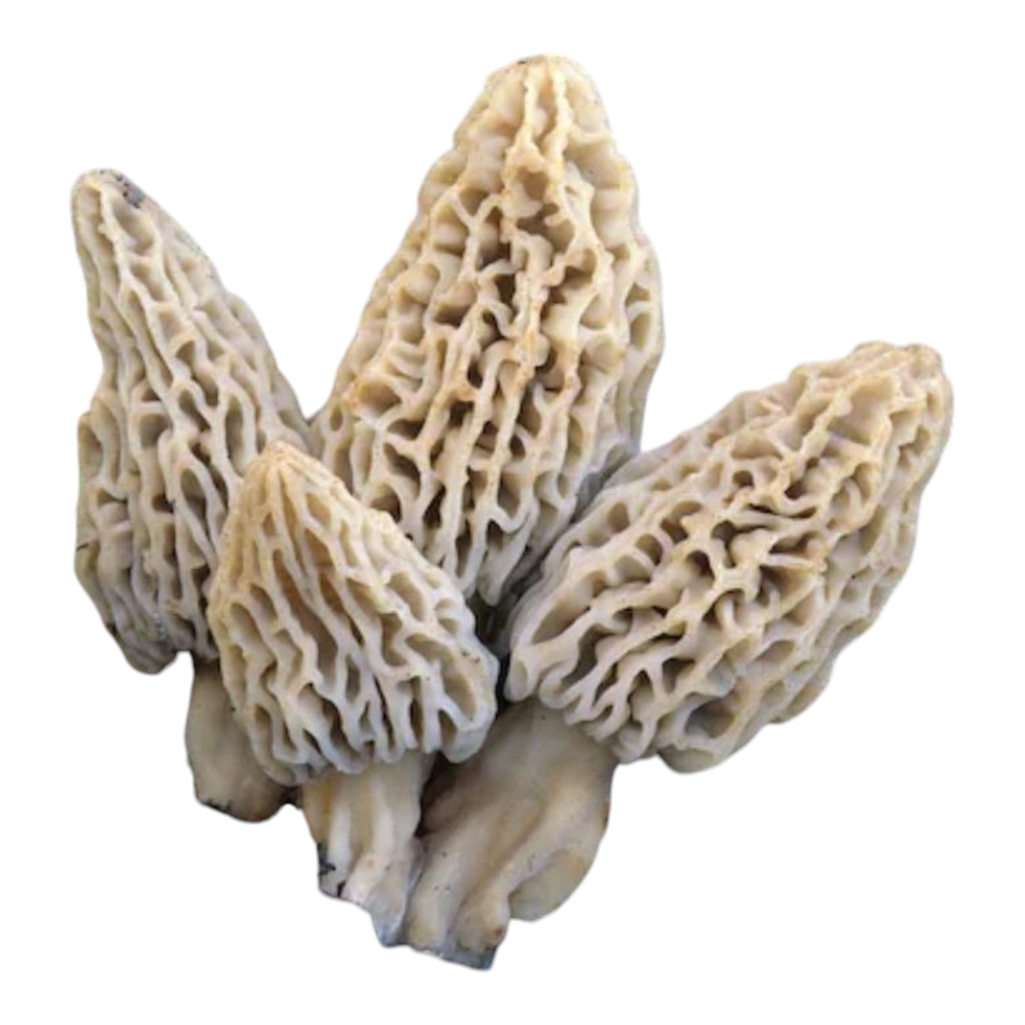 Blushing Morel Mushroom