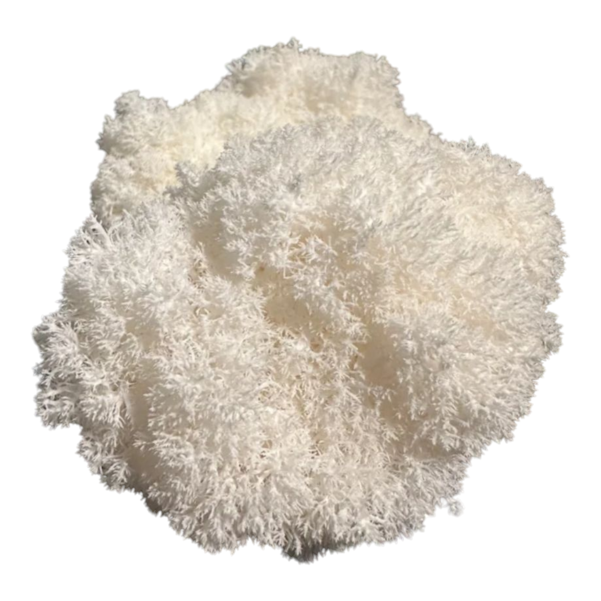 "Conifer Coral" Hericium Abiets