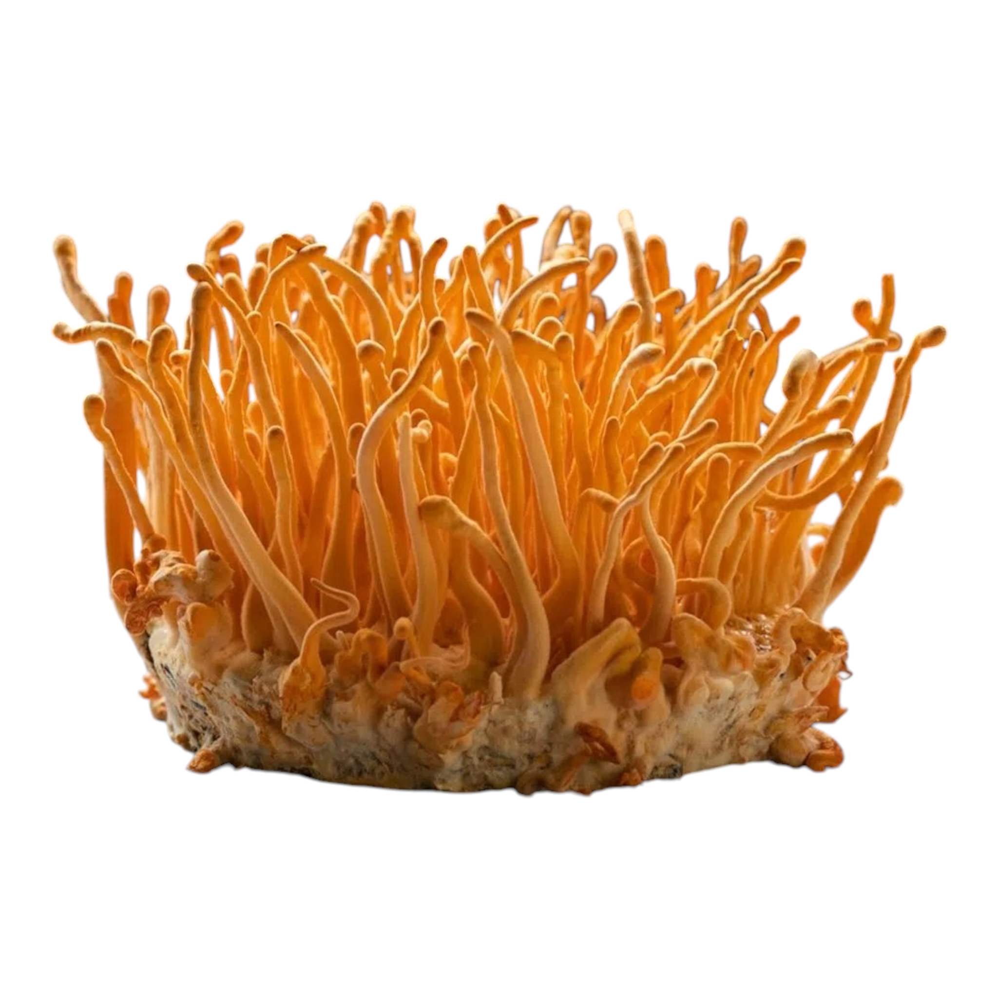 Cordyceps Mushroom