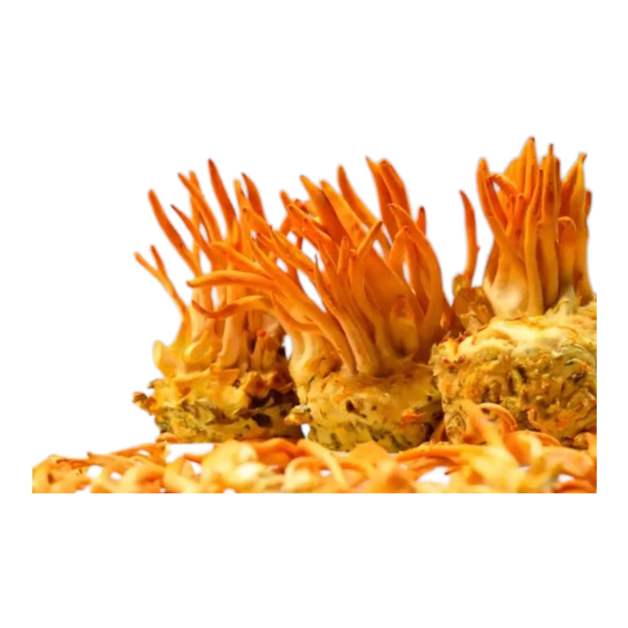 Cordyceps Mushroom view 2