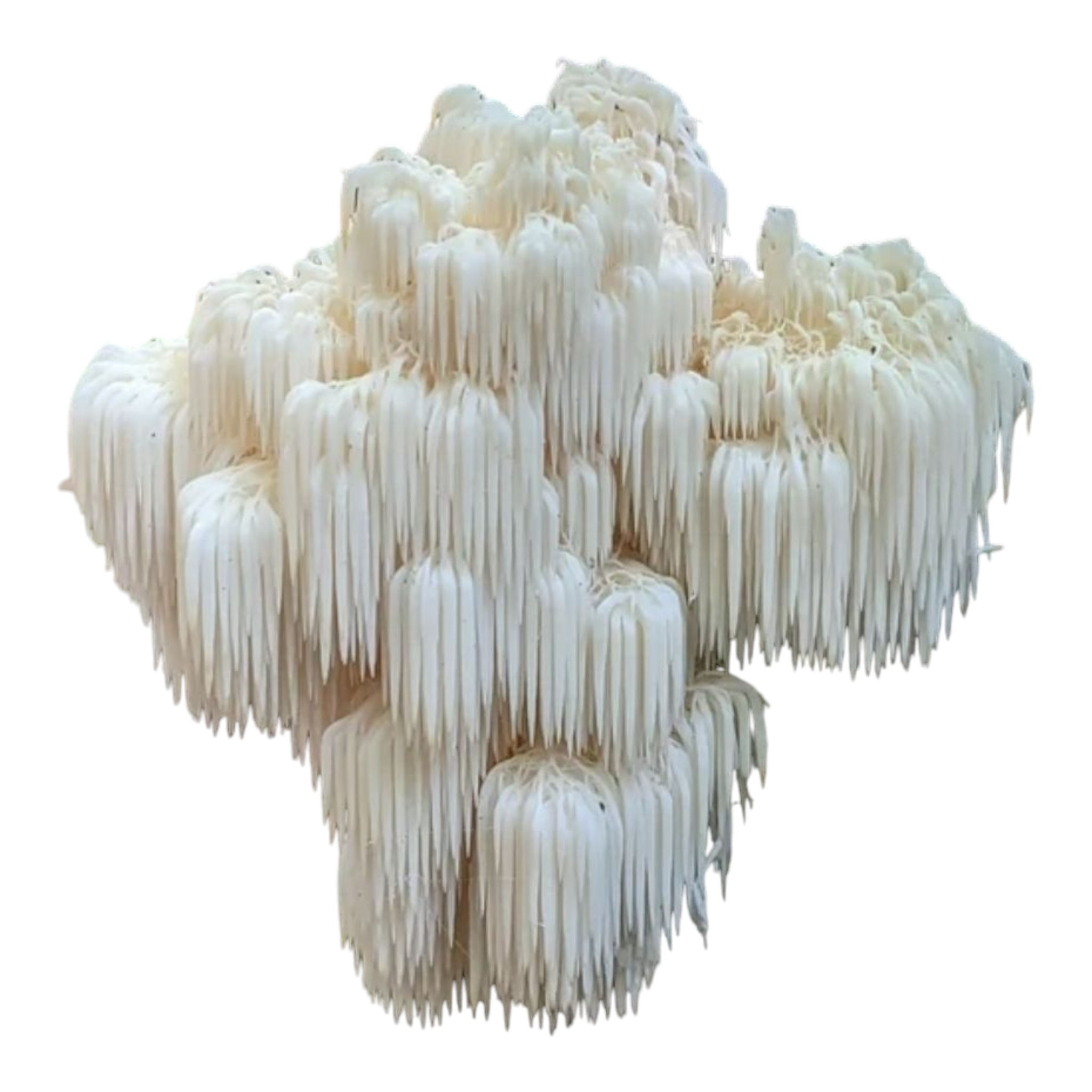 "Lions Mane" Hericium Erinaceus