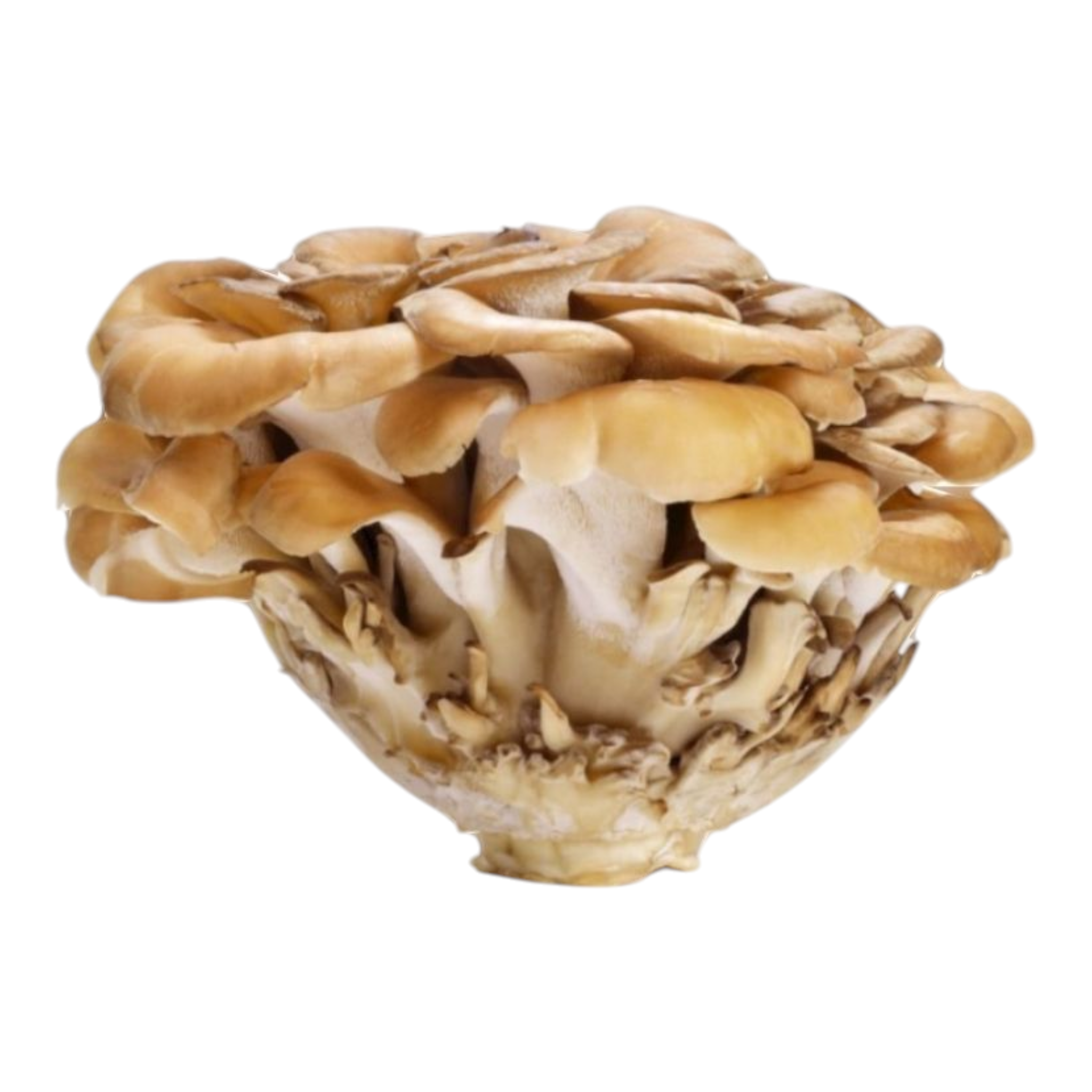 "Hen of the Woods" Maitake