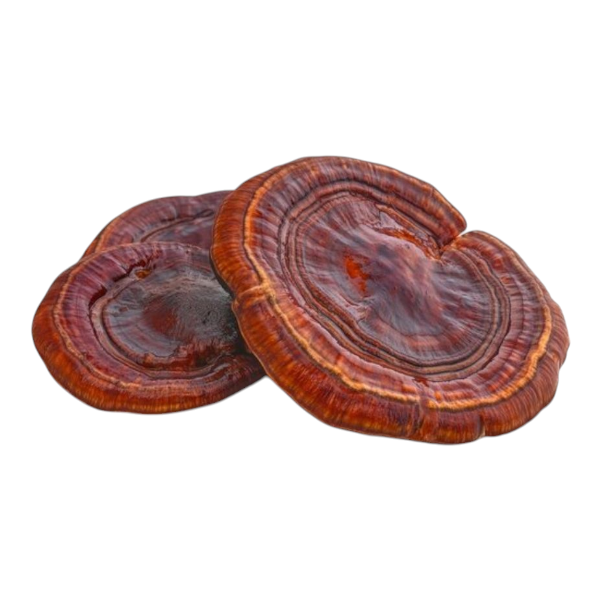"Oregon Reishi" Ganoderma Oregonese